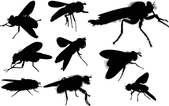 nine fly silhouettes isolated on white