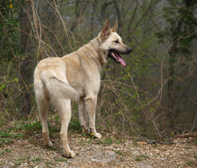 A beautiful dog in a forest