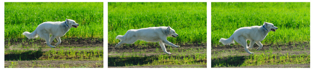 Fototapeta premium Alaskan Malamute runs