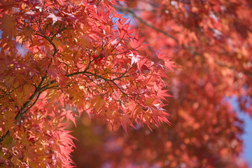 Red leaves