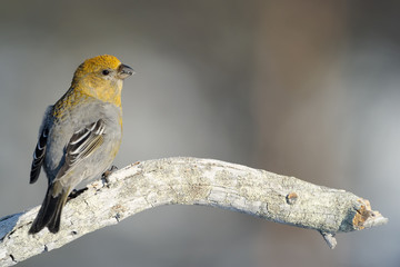 Grosbeak sitting on a branch.