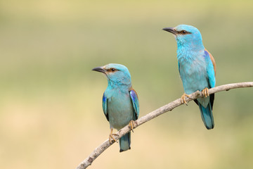 A pair of Eurasian Rollers sitting together on a branch