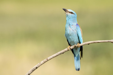 European Roller (Coracias garrulus) perched on a twig