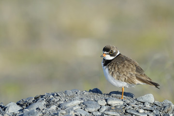 Common Ringed Plover (Charadrius hiaticula) on pebbles