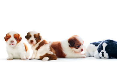 four of shih tzu puppies dog lying with relaxing on white backgr