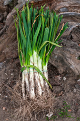 calsots on the barbecue