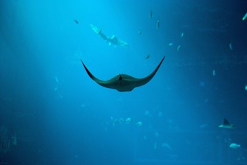 manta ray in the deep blue sea