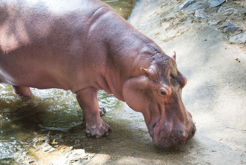 Hippopotamus the strongest animal
