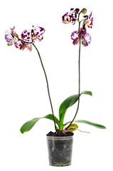 Naklejka na ściany i meble polka dot Phalaenopsis orchid