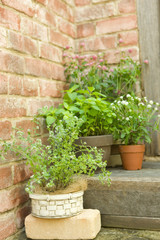 Potted herb of sweet marjoram and Japanese mint