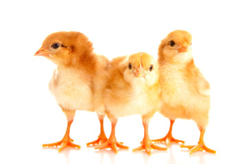 little chicken, isolated