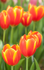 red tulips