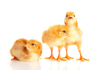 Obraz premium little chicken, isolated