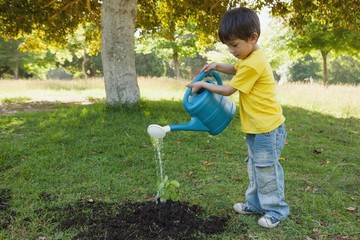 Young boy watering a young plant in park © WavebreakMediaMicro