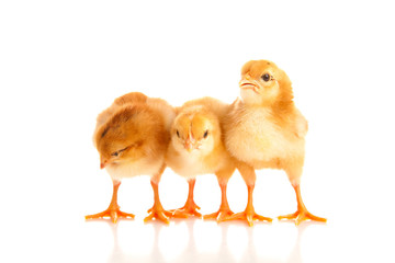 little chicken, isolated