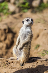 Meerkat on sand