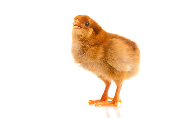 Obraz premium little chicken, isolated