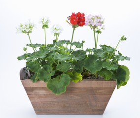 Geranium