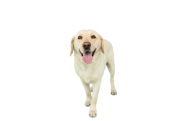 Yellow labrador dog standing