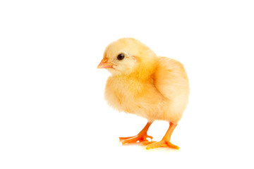 little chicken, isolated