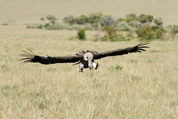 Vast Savanna grassland & landing  African White-backed Vulture