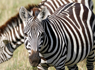 Fototapeta na wymiar Zamknięcie wygląd pięknej Zebra