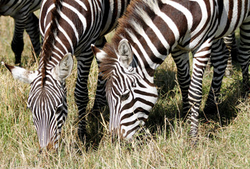 Fototapeta na wymiar Grupa Zebra karmienia trawy
