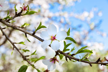 Almond tree