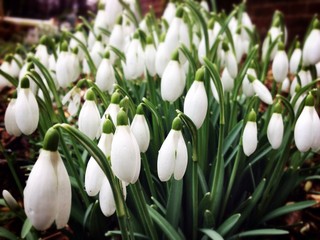 nombreuses fleurs de perce-neige