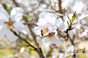 Almond tree