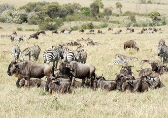 A group of wildebeests & zebras