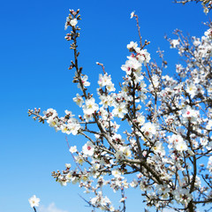 Almond tree