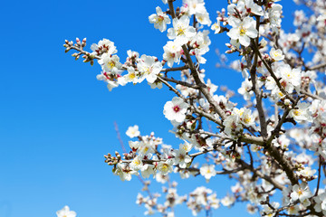 Almond tree