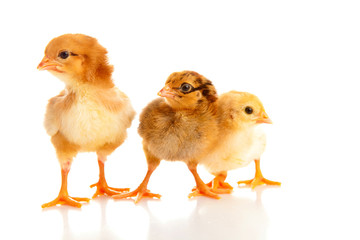 little chicken, isolated