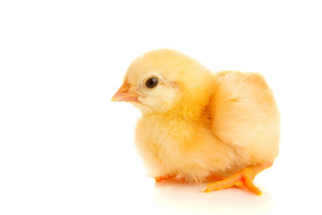little chicken, isolated