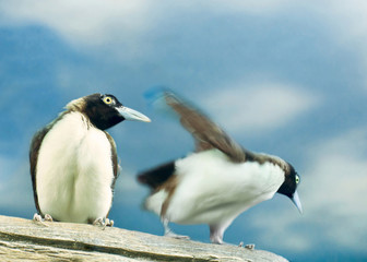 tropical birds
