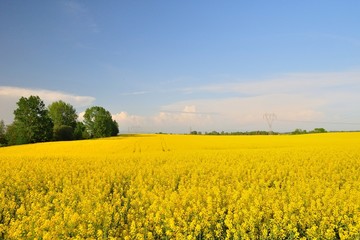 Yellow canola (Brassica napus L.) field with blue sky