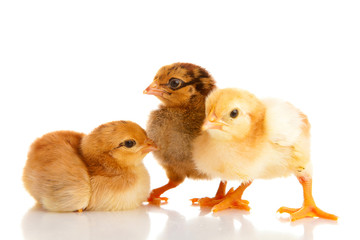 little chicken, isolated