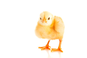 little chicken, isolated