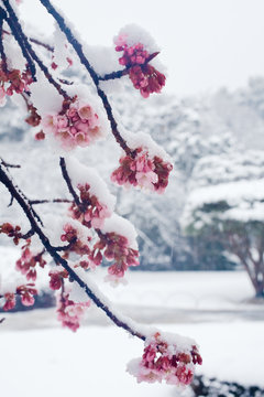 雪に咲く寒桜