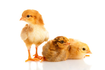 little chicken, isolated