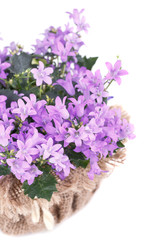 Campanula purple flowers