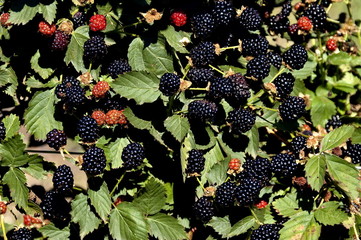 Blackberry bush in Swellendam area, Langeberg mountain