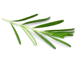 Fototapeta premium rosemary