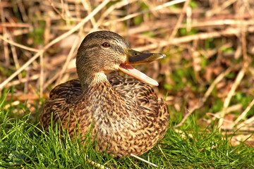 Wild Duck (Anas platyrhynchos)