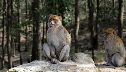 singe magot