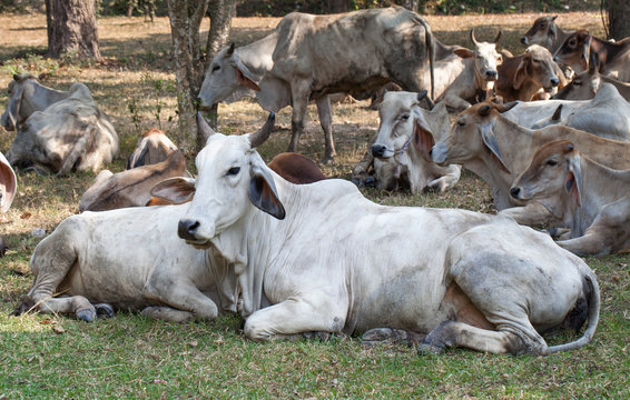 Gregarious Animals