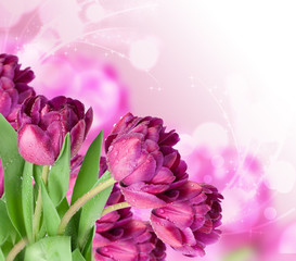 Obraz premium Fresh spring tulip flowers as a holiday postcard design