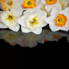 White narcissus on black background