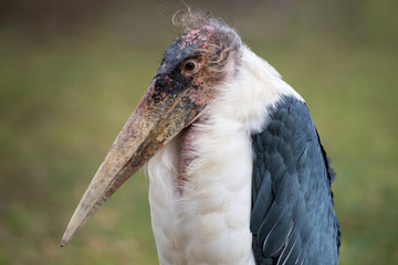 Marabou Stork - Leptoptilos crumeniferus